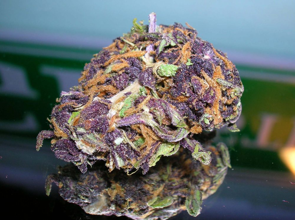 Purple Tonic Marijuana Strain